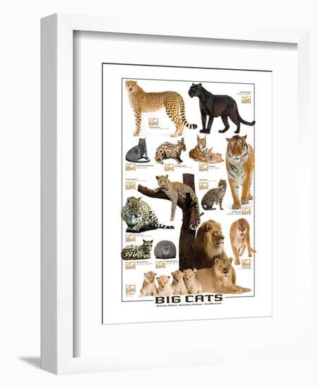 Big Cats-null-Framed Premium Giclee Print