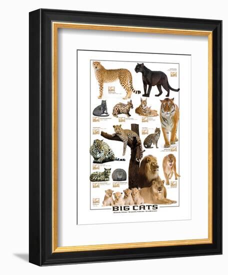 Big Cats-null-Framed Premium Giclee Print