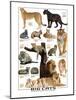 Big Cats-null-Mounted Art Print