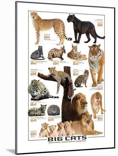 Big Cats-null-Mounted Art Print