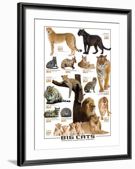 Big Cats-null-Framed Art Print