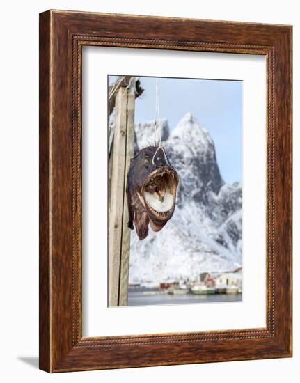 Big Codfish Exposed to Protect the Structures Used for Drying This Product, Lofoten Islands, Norway-Roberto Moiola-Framed Photographic Print