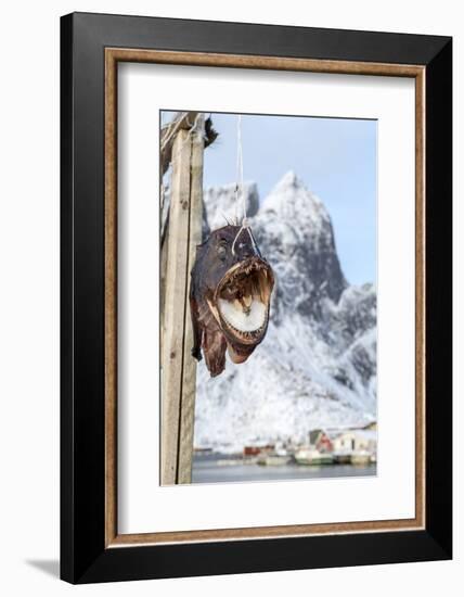 Big Codfish Exposed to Protect the Structures Used for Drying This Product, Lofoten Islands, Norway-Roberto Moiola-Framed Photographic Print
