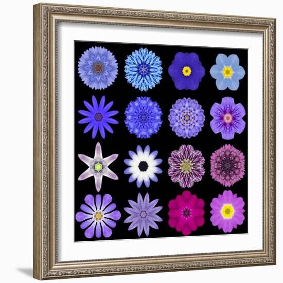 Big Collection of Various Blue Pattern Flowers-tr3gi-Framed Premium Giclee Print