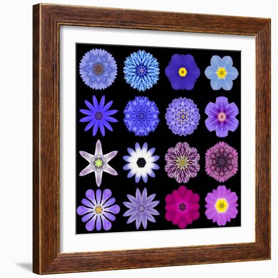 Big Collection of Various Blue Pattern Flowers-tr3gi-Framed Premium Giclee Print