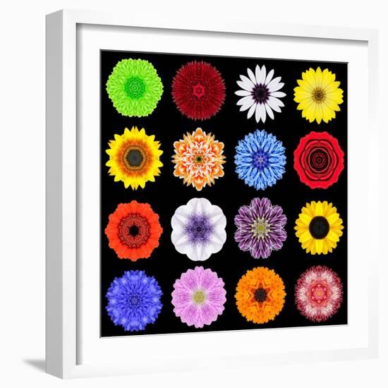 Big Collection of Various Colorful Pattern Flowers-tr3gi-Framed Art Print