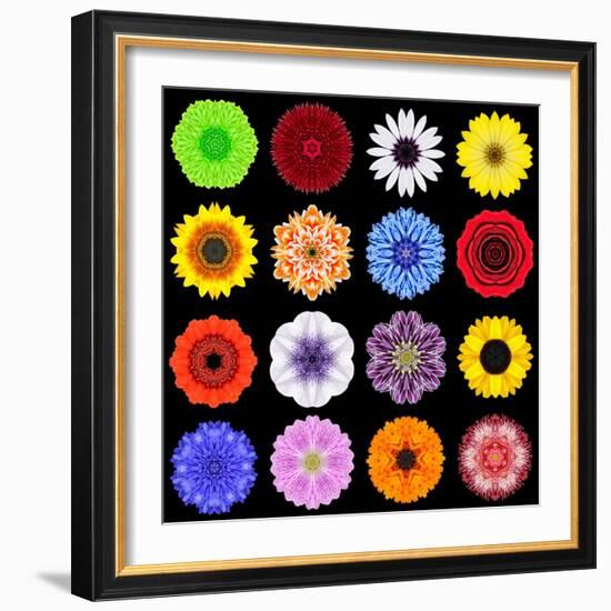 Big Collection of Various Colorful Pattern Flowers-tr3gi-Framed Art Print