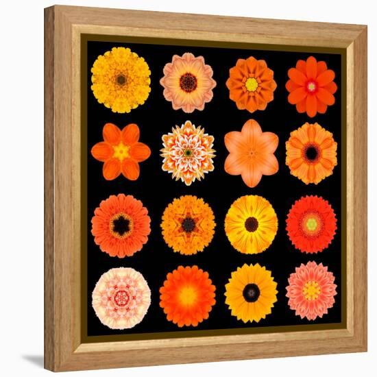 Big Collection of Various Orange Pattern Flowers-tr3gi-Framed Stretched Canvas