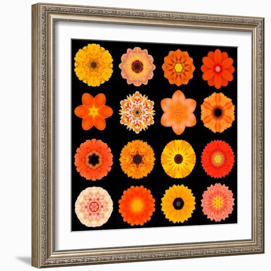 Big Collection of Various Orange Pattern Flowers-tr3gi-Framed Art Print