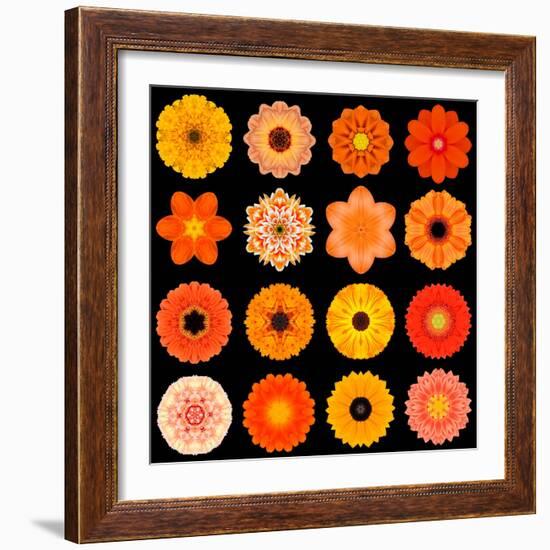 Big Collection of Various Orange Pattern Flowers-tr3gi-Framed Art Print