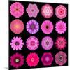 Big Collection of Various Purple Pattern Flowers-tr3gi-Mounted Art Print