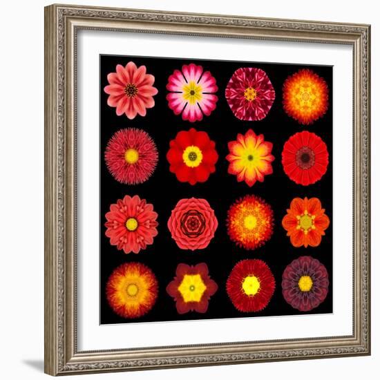 Big Collection of Various Red Pattern Flowers-tr3gi-Framed Art Print