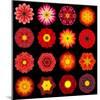 Big Collection of Various Red Pattern Flowers-tr3gi-Mounted Art Print