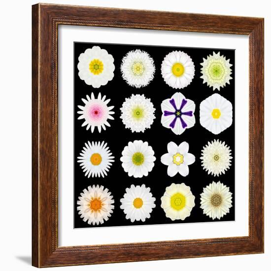 Big Collection of Various White Pattern Flowers-tr3gi-Framed Art Print