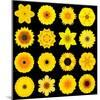 Big Collection of Various Yellow Pattern Flowers-tr3gi-Mounted Art Print