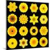 Big Collection of Various Yellow Pattern Flowers-tr3gi-Mounted Art Print