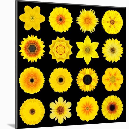 Big Collection of Various Yellow Pattern Flowers-tr3gi-Mounted Art Print