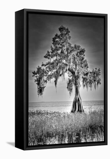 Big Cypress-Dennis Goodman-Framed Premier Image Canvas