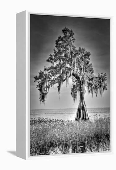 Big Cypress-Dennis Goodman-Framed Premier Image Canvas