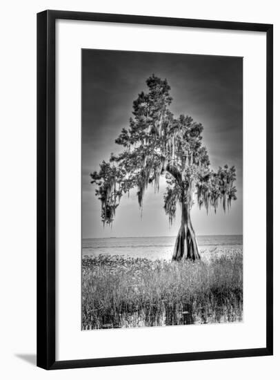 Big Cypress-Dennis Goodman-Framed Photographic Print