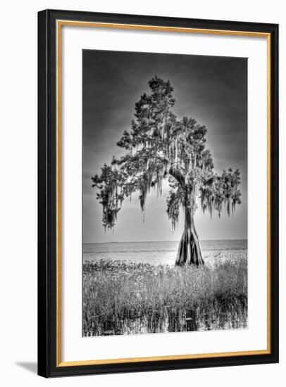 Big Cypress-Dennis Goodman-Framed Photographic Print