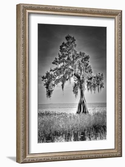 Big Cypress-Dennis Goodman-Framed Photographic Print