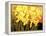 Big Daffodils-John Newcomb-Framed Premier Image Canvas