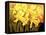 Big Daffodils-John Newcomb-Framed Premier Image Canvas