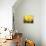 Big Daffodils-John Newcomb-Framed Premier Image Canvas displayed on a wall