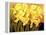 Big Daffodils-John Newcomb-Framed Premier Image Canvas