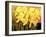 Big Daffodils-John Newcomb-Framed Giclee Print