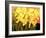 Big Daffodils-John Newcomb-Framed Giclee Print