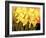 Big Daffodils-John Newcomb-Framed Giclee Print