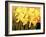 Big Daffodils-John Newcomb-Framed Giclee Print