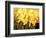 Big Daffodils-John Newcomb-Framed Giclee Print