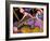 Big Diva Circus-Wyanne-Framed Giclee Print