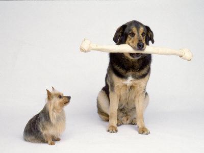 big dog with little dog