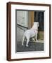 Big Dog with Little Dog Underneath it in Rome, Italy Outside of a Bakery-Andrea Sperling-Framed Photographic Print