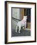 Big Dog with Little Dog Underneath it in Rome, Italy Outside of a Bakery-Andrea Sperling-Framed Photographic Print