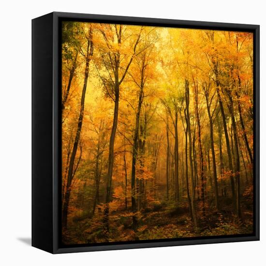 Big Dreamers Never Sleep-Philippe Sainte-Laudy-Framed Premier Image Canvas