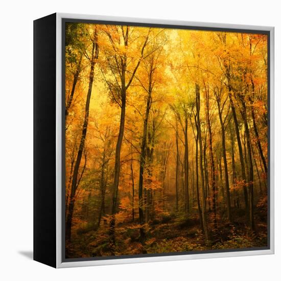 Big Dreamers Never Sleep-Philippe Sainte-Laudy-Framed Premier Image Canvas