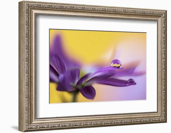 Big drop-Heidi Westum-Framed Photographic Print