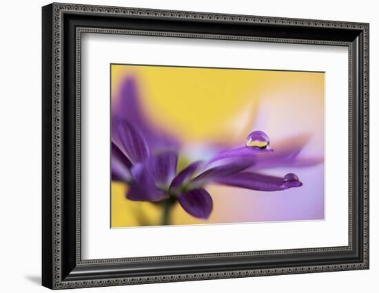 Big drop-Heidi Westum-Framed Photographic Print