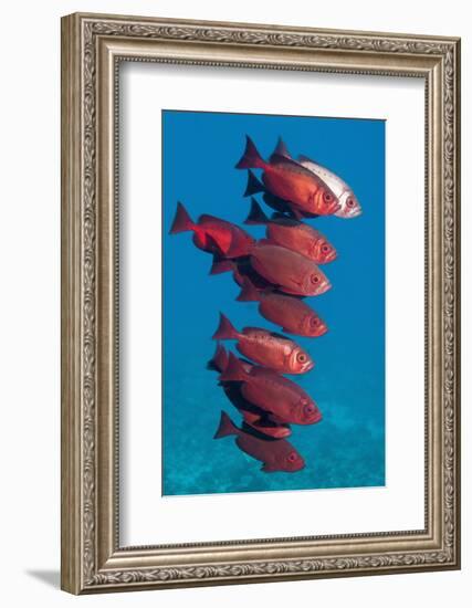 Big-Eye Fish (Priacanthus Hamrur). Egypt, Red Sea-Georgette Douwma-Framed Premium Photographic Print