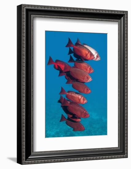 Big-Eye Fish (Priacanthus Hamrur). Egypt, Red Sea-Georgette Douwma-Framed Premium Photographic Print