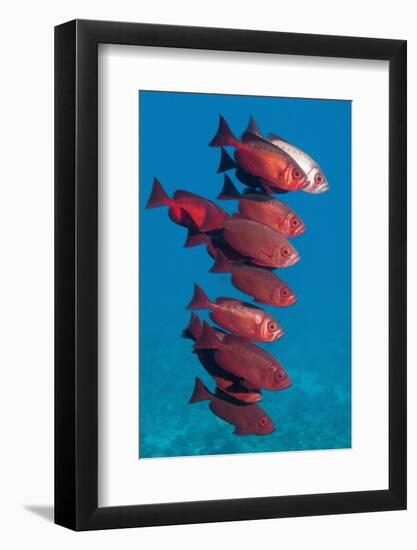 Big-Eye Fish (Priacanthus Hamrur). Egypt, Red Sea-Georgette Douwma-Framed Photographic Print