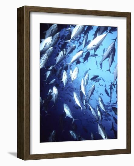 Big Eye Jack, Cocos Island, Costa Rica-Georgienne Bradley-Framed Photographic Print