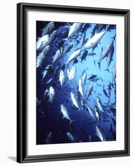 Big Eye Jack, Cocos Island, Costa Rica-Georgienne Bradley-Framed Photographic Print