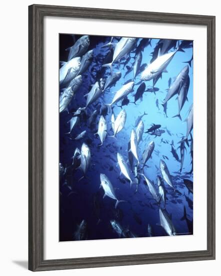 Big Eye Jack, Cocos Island, Costa Rica-Georgienne Bradley-Framed Photographic Print