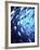 Big Eye Jack, Cocos Island, Costa Rica-Georgienne Bradley-Framed Photographic Print